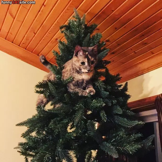 I Love This Tree Here