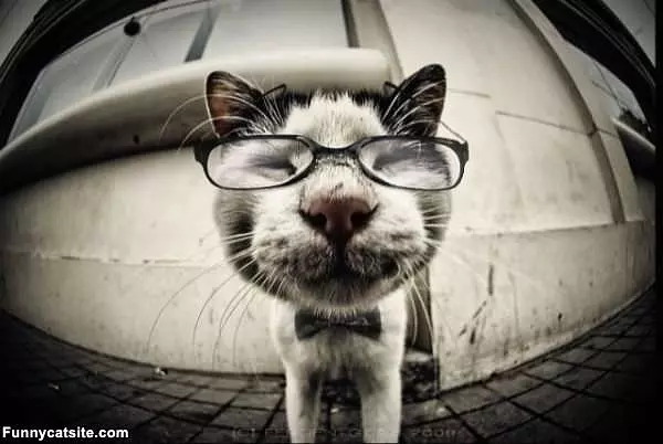 Super Smart Cat