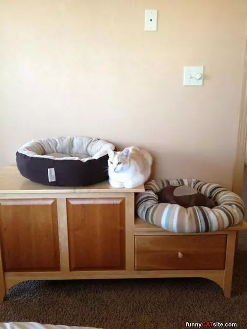 I Hate Both Beds