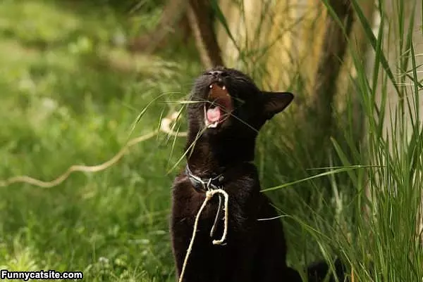 Nom Nom Nom Grass