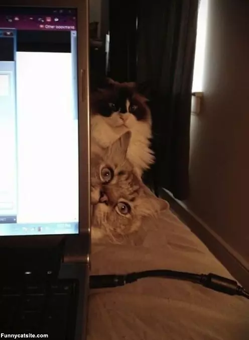 Peekaboo