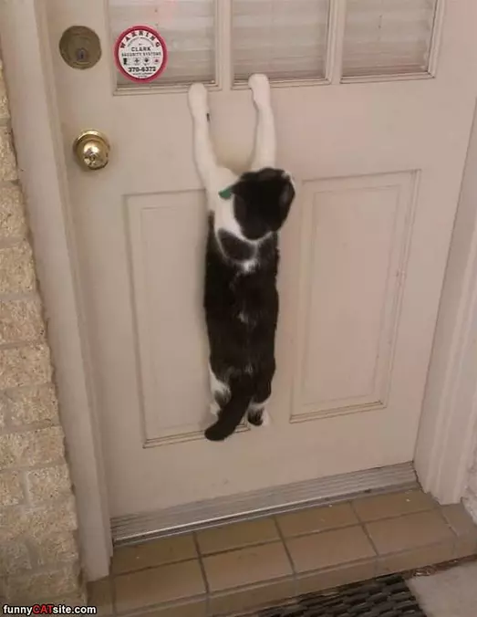 Let Me Innnnnn