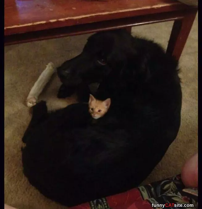 All Cuddled Up
