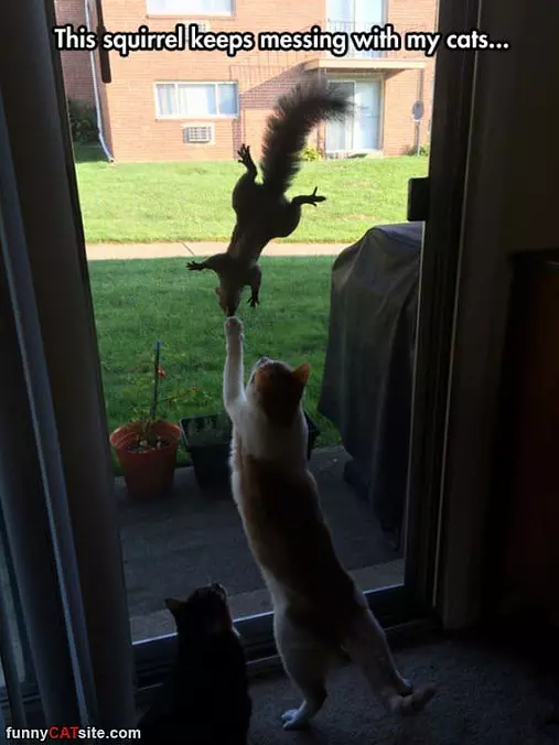 This Squirrel
