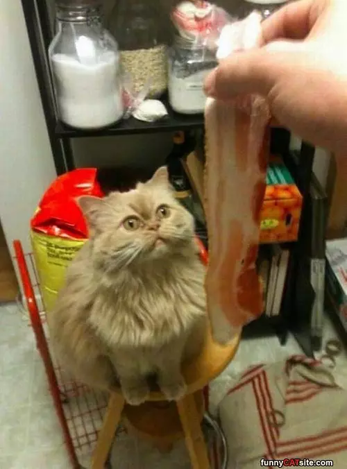 Can I Has A Little