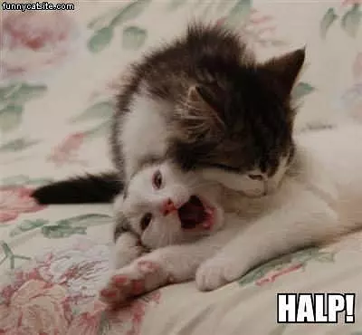 Halp