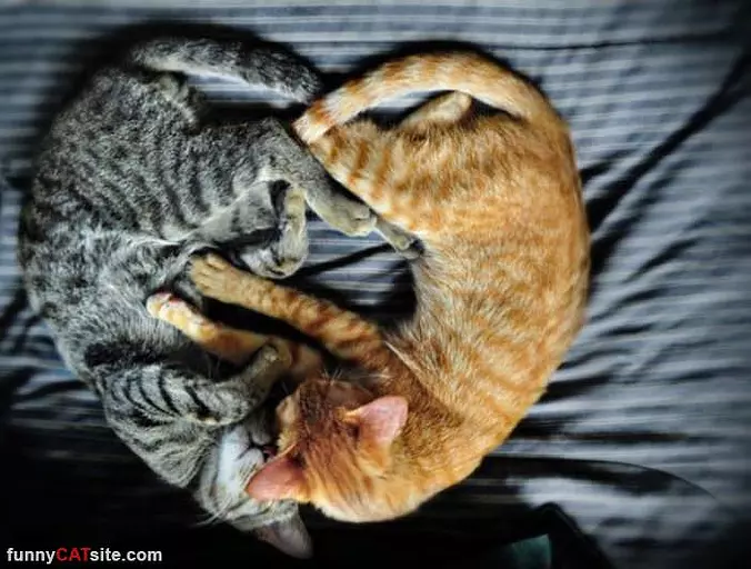 Making A Heart
