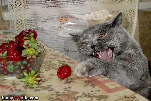 Strawberry Rawrr