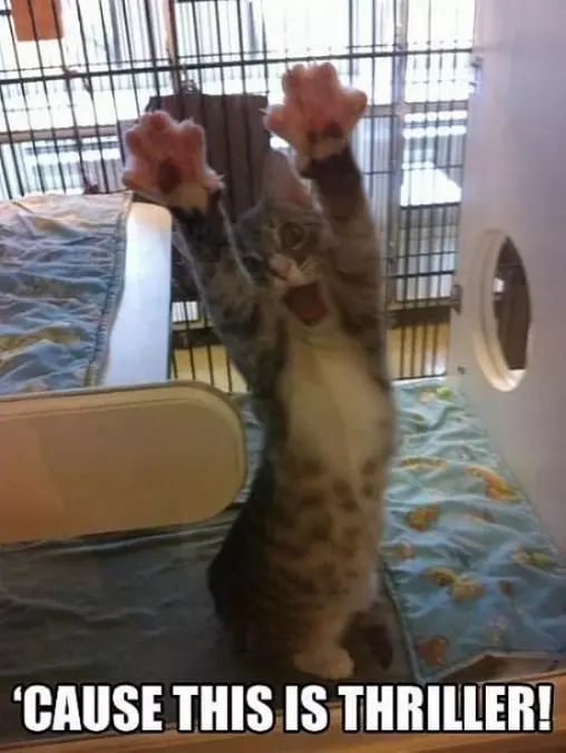 This Is Thriller