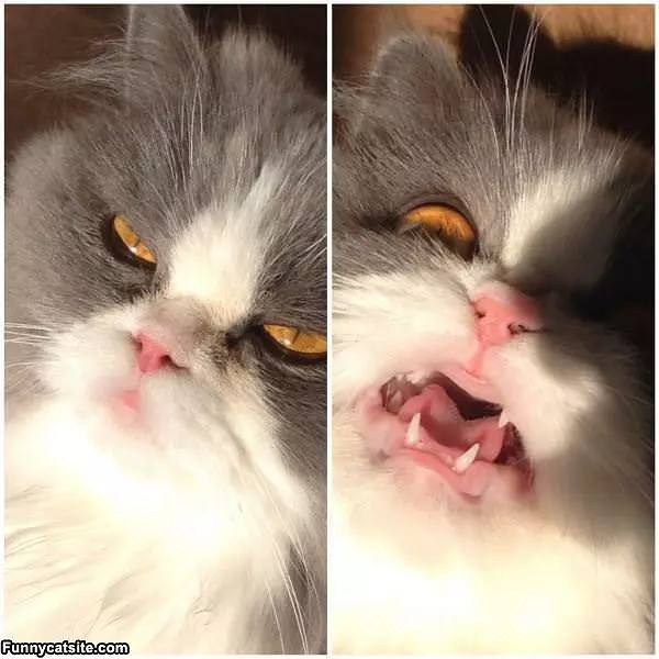 I Hate Close Ups