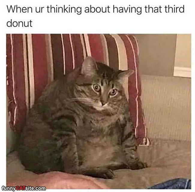 Having That 3rd Donut