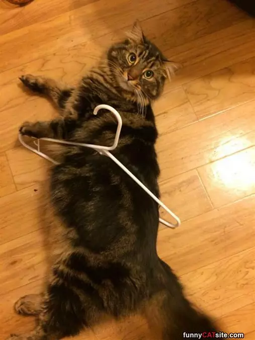 Ok I Need Some Help