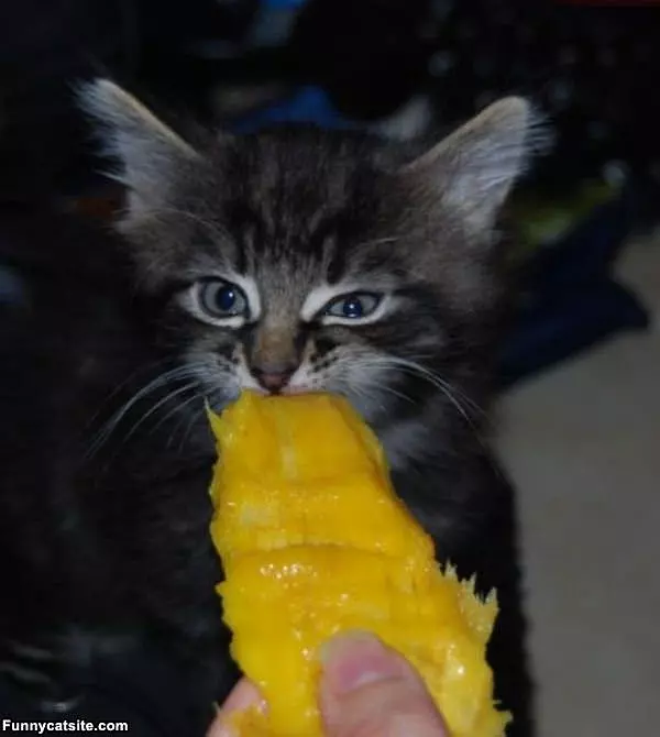 Nom Nom Nommmmm