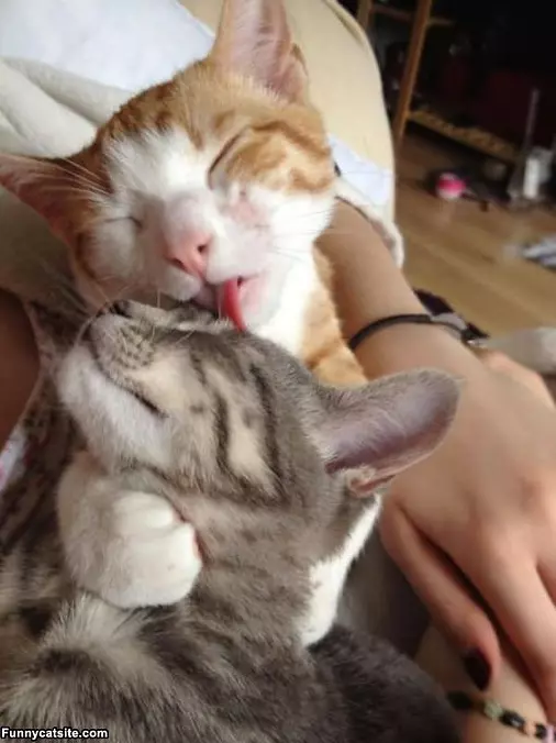 Giving A Lick
