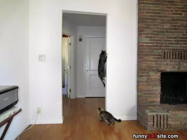Wall Climbing