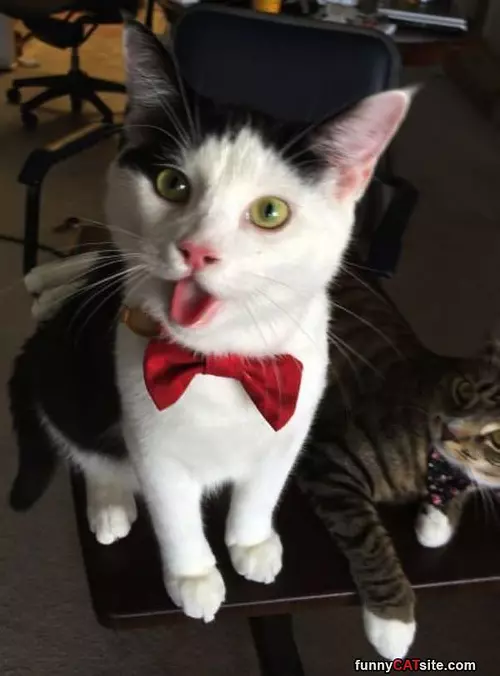 Do You Like My Tie
