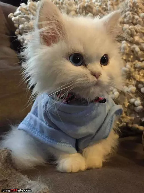 I Am Cute And Fluffy
