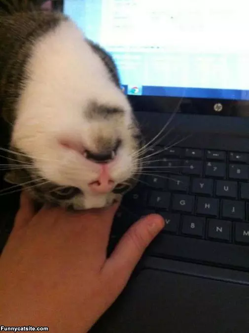 Petttttt Me