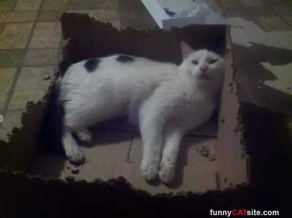 Chewed Myh Box Perfectly