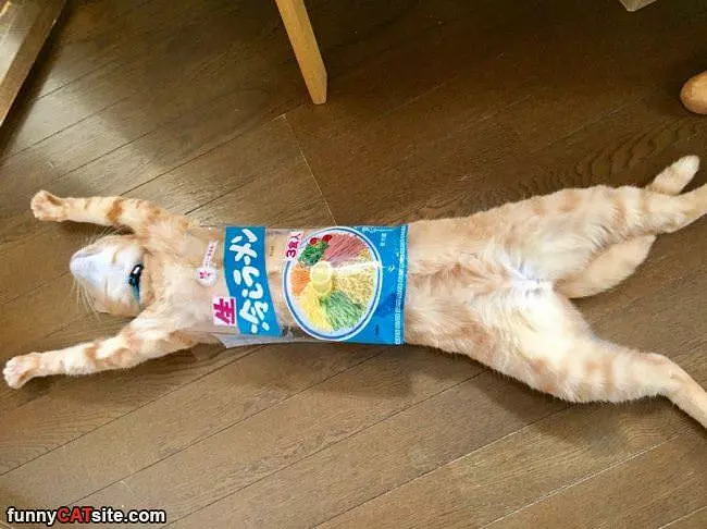 Ok I Need Help Human
