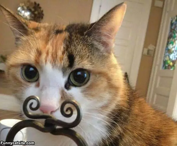 My Mustache