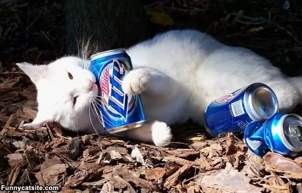 I Has A Miller Lite