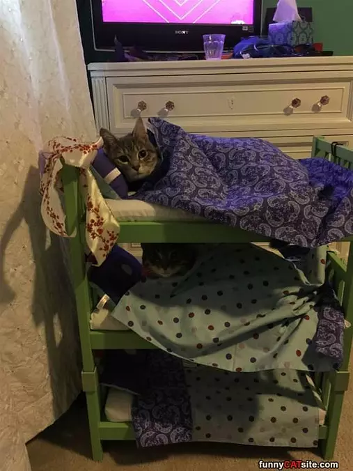 Bunk Beds