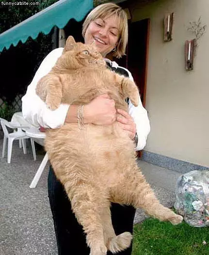Super Fat Cat