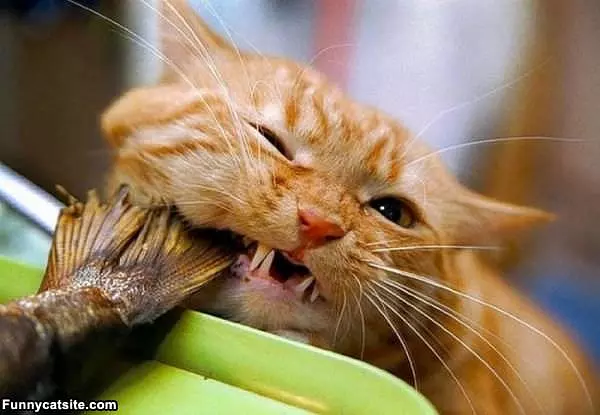 Cheeeeeese