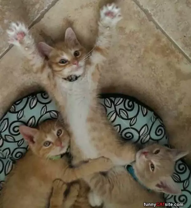 All Hanging Together