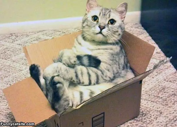 I Fit Just Fine