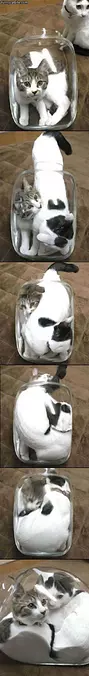 Jar Cats