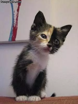 Half And Half Kitten