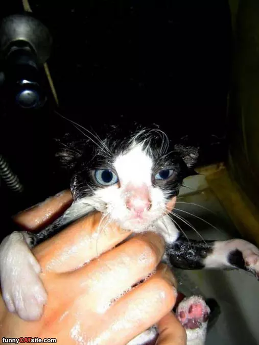Getting My Bath