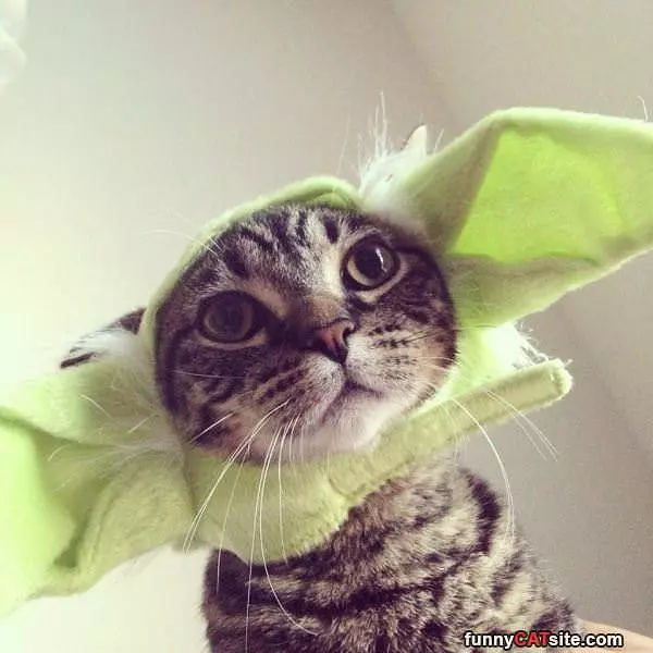 Yoda Cat