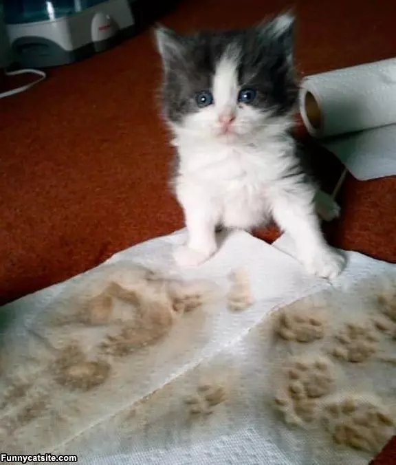 Little Paw Prints
