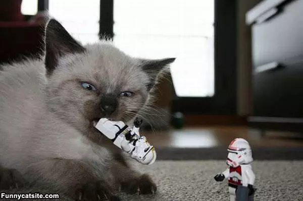 No Like This Toy
