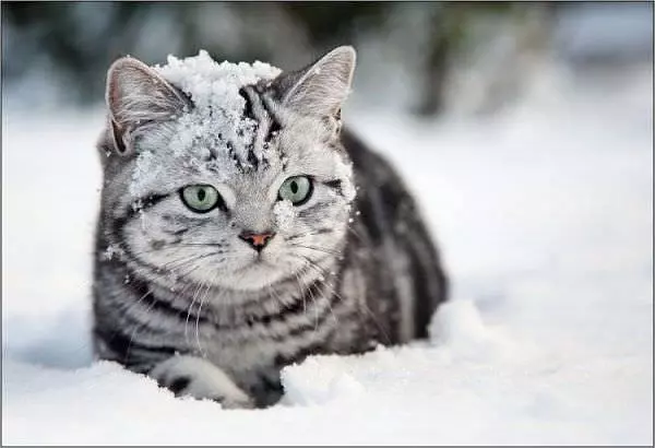 Playing In The Snow