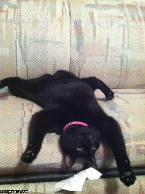 The Lounging Cat