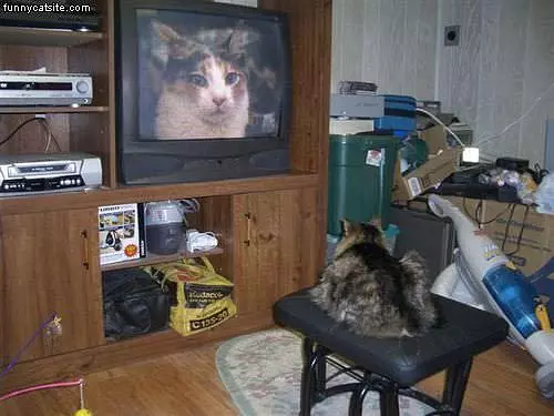 Cat Watching Cats