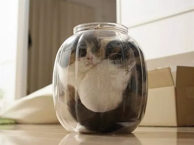 Jar Of Cat
