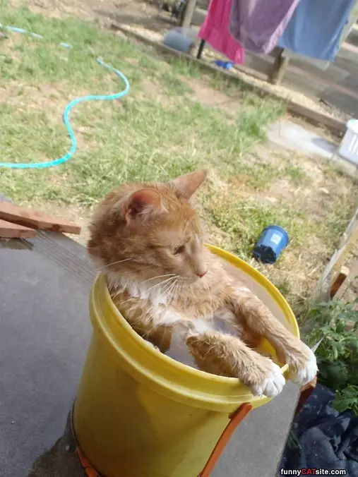 In The Bucket