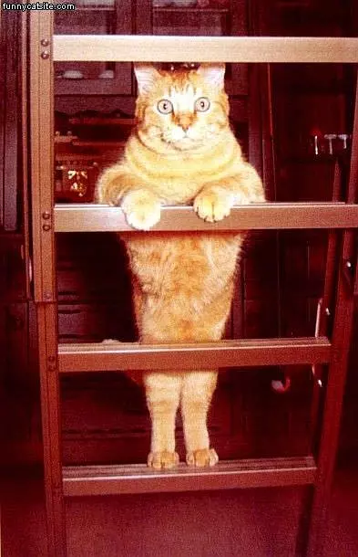 Climbing Cat