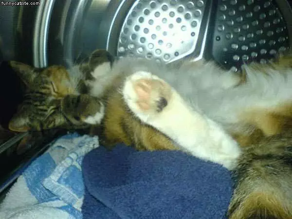 Asleep In The Dryer