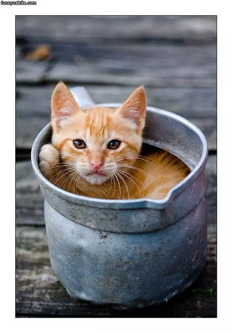 Bucket Cat