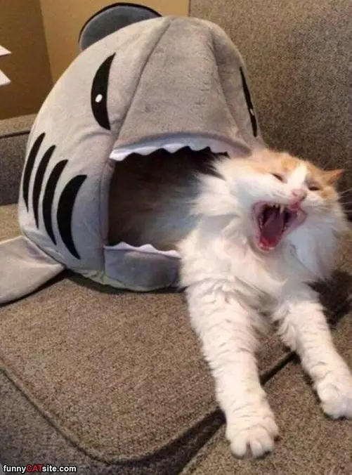 The Shark Got Me