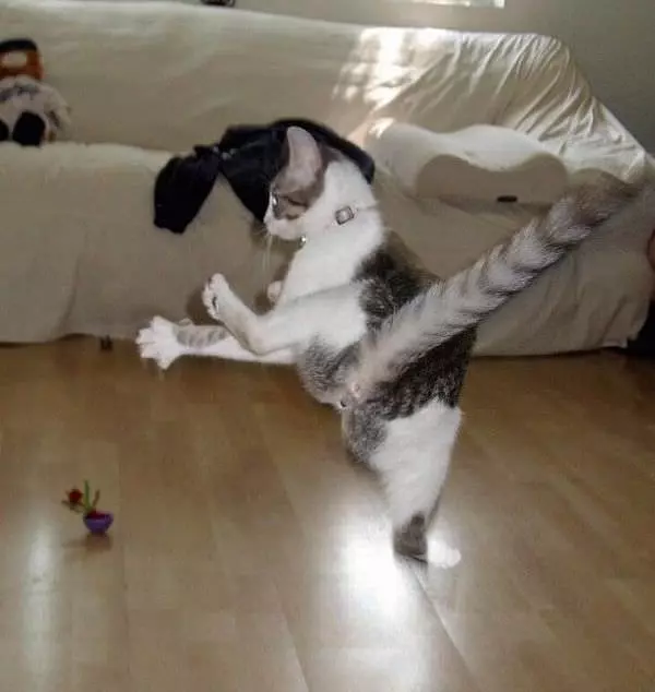 Cat Attack