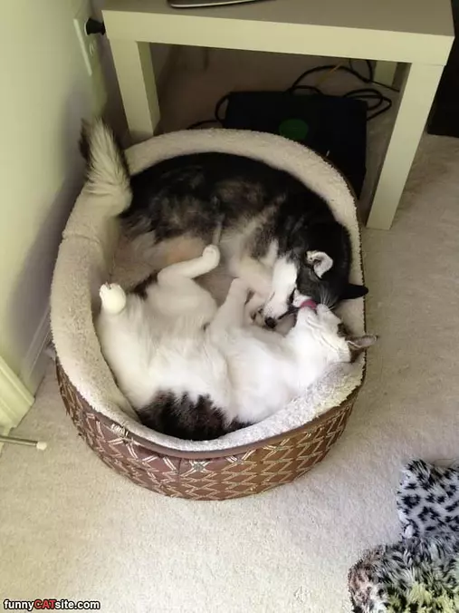 Laying Together