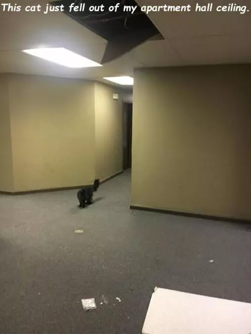 Fell Out Of The Ceiling