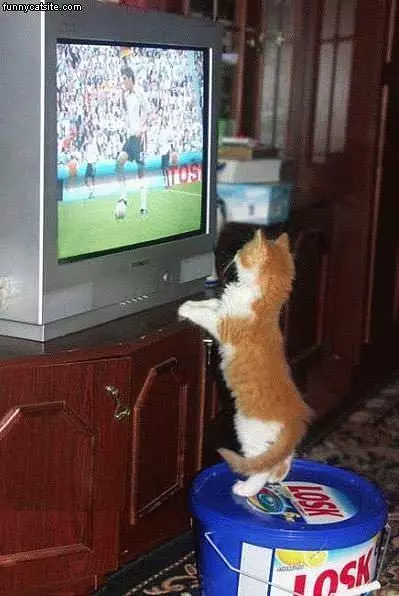 Soccer Kitten